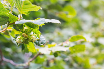 Close-up of hazelnuts growing on the tree. Nature concept with copy space