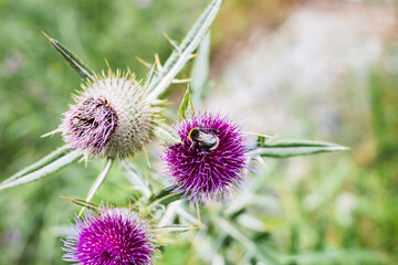 Bumblebee on thistle flower. Ecology concept. Pollen collection.