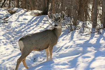 Obraz premium Mule deer in winter 