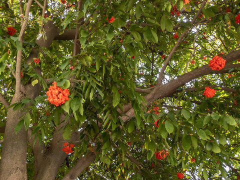 Beautiful bunches of scarlet red flowers against the background of the green leaves of the tree. Bottom-up view of the canopy. Brownea has inflorescences called mountain rose or Venezuela rose