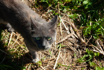 Grey cat looking up at its master with its big green eyes, standing on the ground. Top view. Closeup. Copyspace.