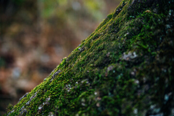Green moss grows on the bark of a tree. Tree in the park close-up. Relief texture and background.