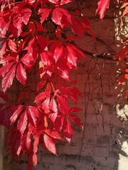 Virginia Creeper with vibrant red Autumn leaves against a white brick wall