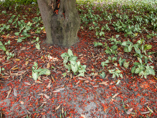 Scarlet red flower petals fallen among garden grass and plants. Top-down view. The petals are from Brownea flowers called the mountain rose or Venezuela rose