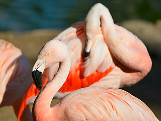 Profile portrait of flamingo (Phoenicopterus)