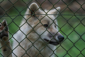 A mongolian wolf in saarland at summer, copy space