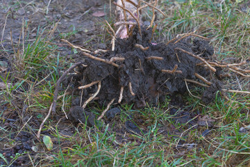 Banana tree roots in the grass background close up- planting banana tree concept