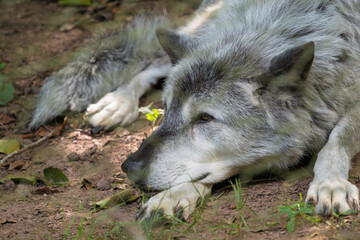 A mongolian wolf in saarland at summer, copy space