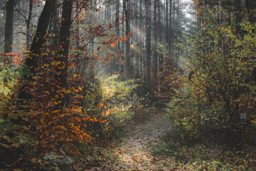 Golden, autumn magic fairy tale forest in sunlight.