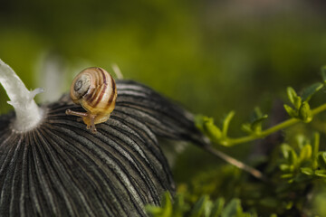 Little snail crawling on mushroom in garden.