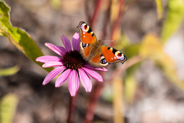 A comma butterfly (Polygonia c-album) - orange insect pollinating the echinacea purpurea flower in a garden.	
