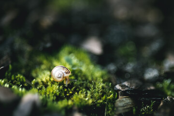 Little snail crawling on moss in the forest.
