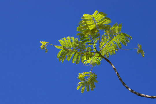 Jacaranda Baum
