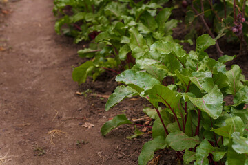 Beetroot tops growing in soil. Soft focused closeup shot of beet leaves. Seasonal farm harvest, fresh organic vegetables, healthy vegetarian food.
