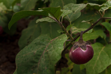 Fresh organic eggplant growing on green bush. Farm seasonal harvest, ecological healthy vegetables, vegetarian vegan food.