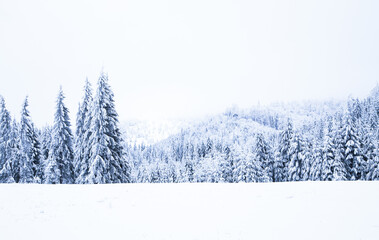 Snow on frozen fir trees winter background