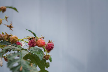 Remains of raspberry seasonal harvest. Wrinkled dry berries on branch. Dry hot climate, late not collected harvest. Damaged fruit.