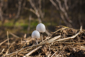 Two little young white coprinus mushrooms growing on straw and manure, soft focused shot.