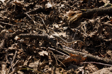 Soft focused close up shot of green lizard among dry leaves and branches of tree in forest