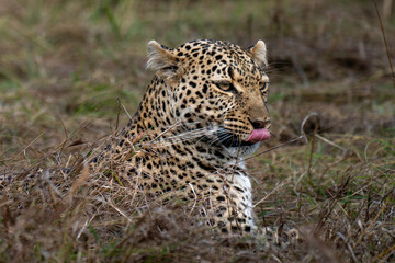 Leopard near Ashnil Mara Camp, Kenya