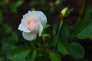 White rose in the garden, beautiful rose