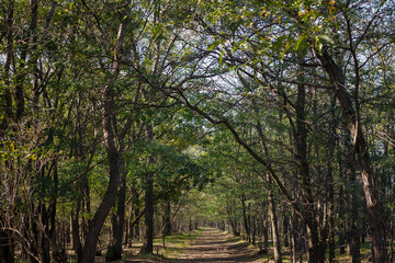 Landscape, green forest trees with path in between. Early autumn woods.