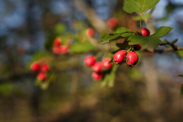 Beautiful rose-hip or dog rose branches with red berries in sunrays light on blurry forest background. Beauty of nature, useful berries.