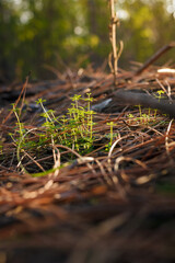 Soft focused close up vertical shot of beautiful young green grass among dry pine needles in coniferous forest in sunrays light