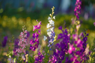 beautiful purple and pink Delphinium flowers in sunrays light, springtime blossom concept.