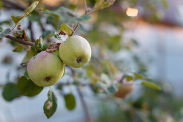 Soft focused shot of green wrinkled apples hanging on apple-tree branch. Late autumn last harvest. Dry hot climate. Harvest not collected in time.