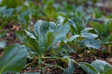 Soft focused close up shot of young cabbage leaves. Agriculture, fresh seasonal farm harvest, healthy organic vegetarian food.