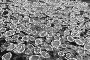 Frazil pancake ice in river monochrome