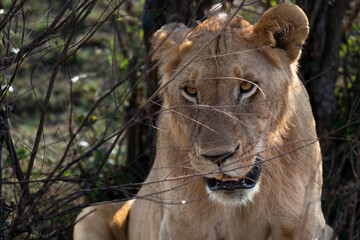 Fototapeta na wymiar Lion not far from Ashnil Mara Camp, Kenya