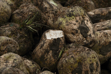 Sugar beets (Beta vulgaris)