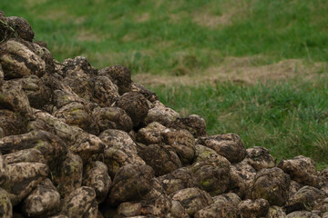 Sugar beets (Beta vulgaris) near a dike