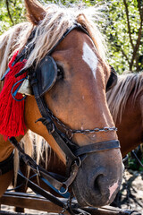 Obraz premium Horses harnessed to the cart, adorned with red tassels and bells.
