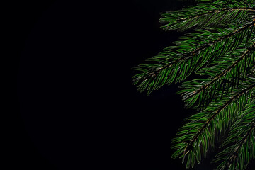 Fir tree branch on black background.