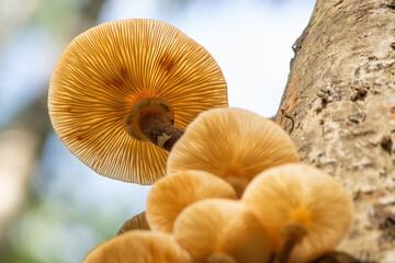 mushrooms in the forest
