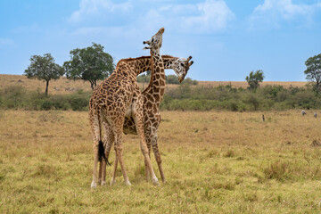 Dancing giraffes in Masai Mara, Kenya