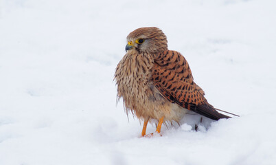 common kestrel (Falco tinnunculus) in snow