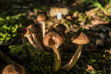 mushrooms in the forest