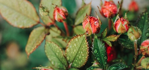 Beautiful blooming pink, coral roses flowers with green leaves growing in a summer garden. Natural background, gardening, summertime. Banner.
