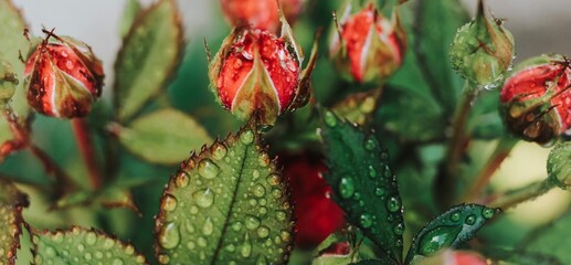 Beautiful blooming pink, coral roses flowers with green leaves growing in a summer garden. Natural background, gardening, summertime. Banner.