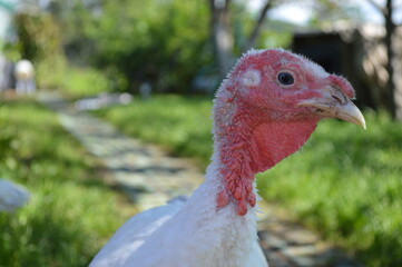 Little turkey in front of green grass in summer 