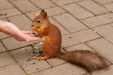 a red squirrel eats seeds from his hand