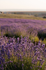 Fototapeta premium a field with lavender flowers with a blurred background