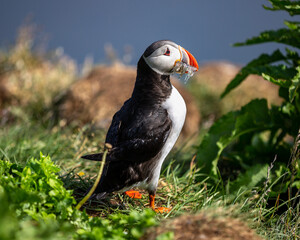 One of the most beautiful birds in the world are the Puffins. They can be found only on some isolated places in the world, one of them being Iceland.