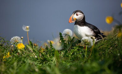 One of the most beautiful birds in the world are the Puffins. They can be found only on some isolated places in the world, one of them being Iceland.