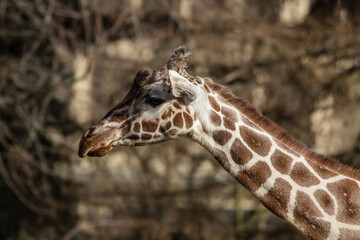 Fototapeta premium Giraffe, Giraffa, tallest animal in the world, mammal with very long legs and the longest neck, giraffe profile