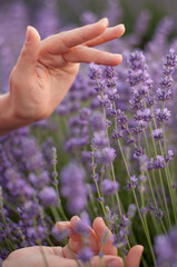 women's hands close-up touching lavender flowers